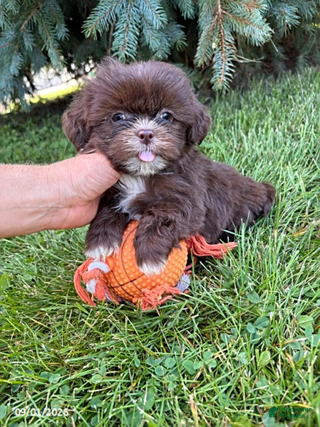 Shih Tzu dogs for sale: Lainey - Ad 1