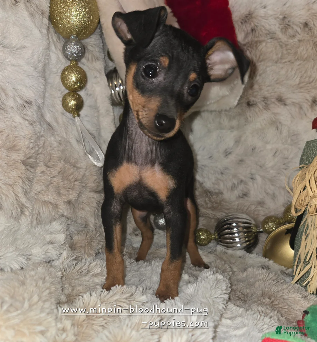 Miniature Pinscher dogs for sale: Reese  - Ad 3