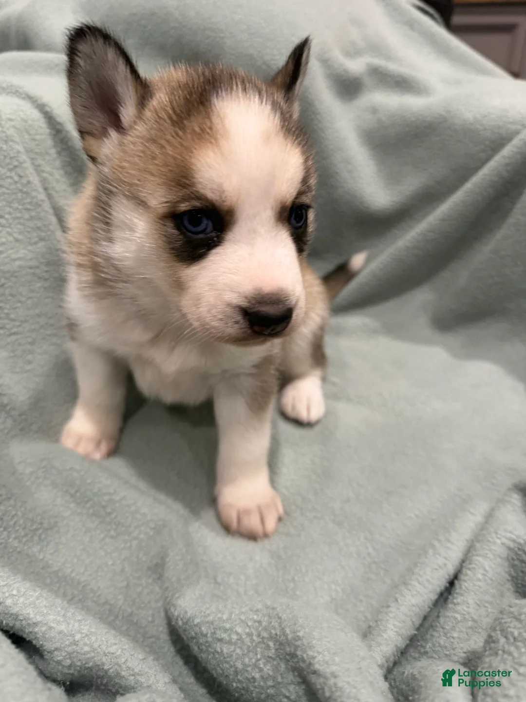 Alaskan Husky dogs for sale: Lola the Alaskan Husky Puppy  - Ad 2