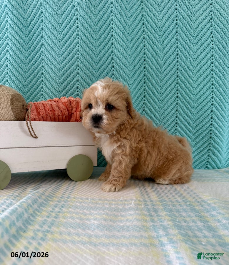 Mixed Breed dogs Mocha - Ad 2