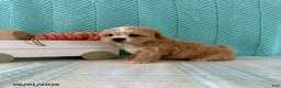 Mixed Breed dogs for sale: Mocha - Ad 2