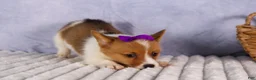 Welsh Corgi Pembroke dogs for sale: Bambi🎀 - Ad 14