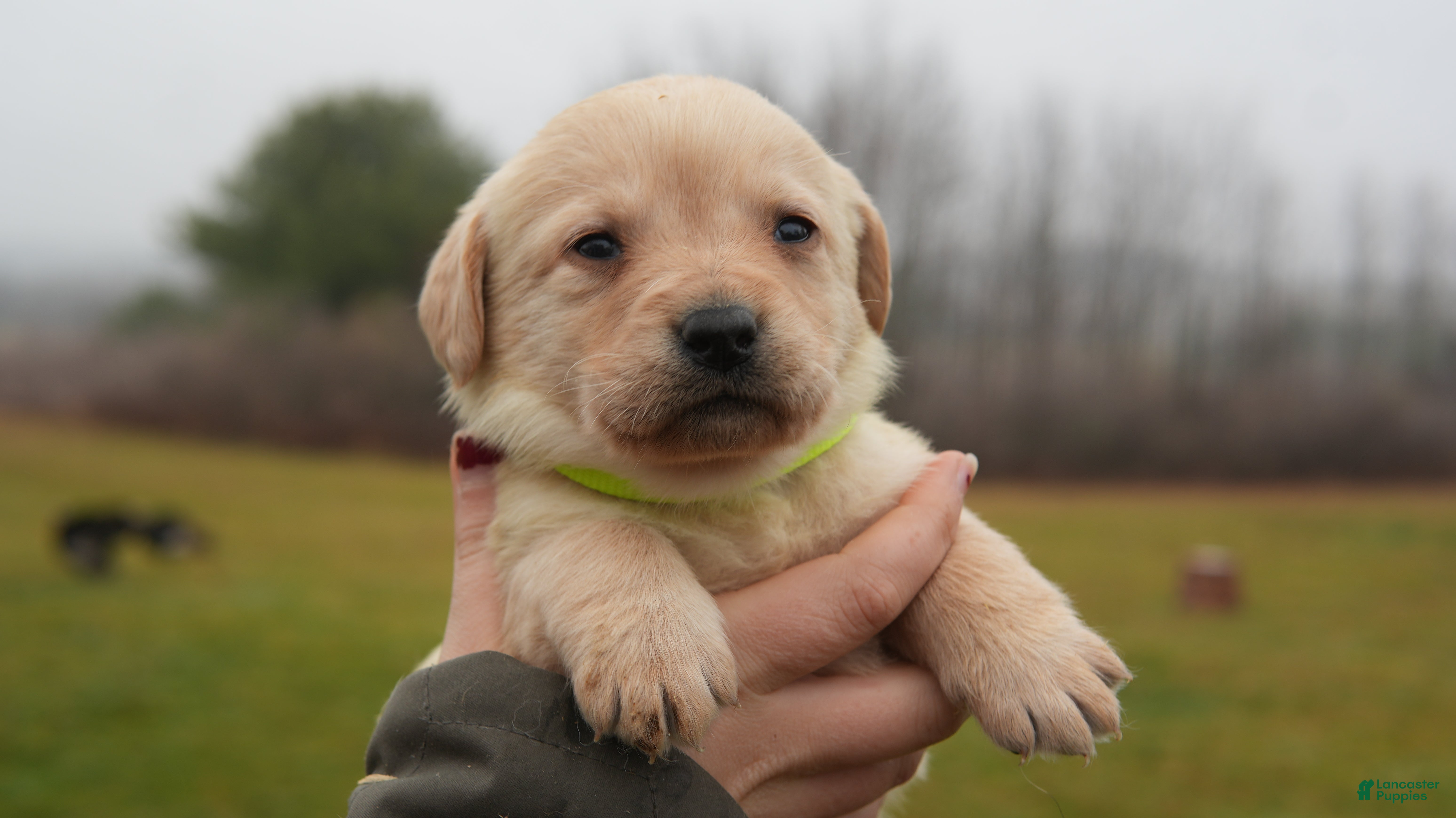 Labrador Retriever dogs Mae - Ad 3