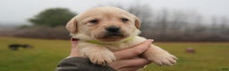 Labrador Retriever dogs for sale: Mae - Ad 1