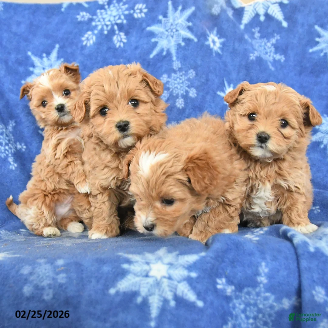 Maltipoo dogs for sale: Gwendolyn - Ad 5