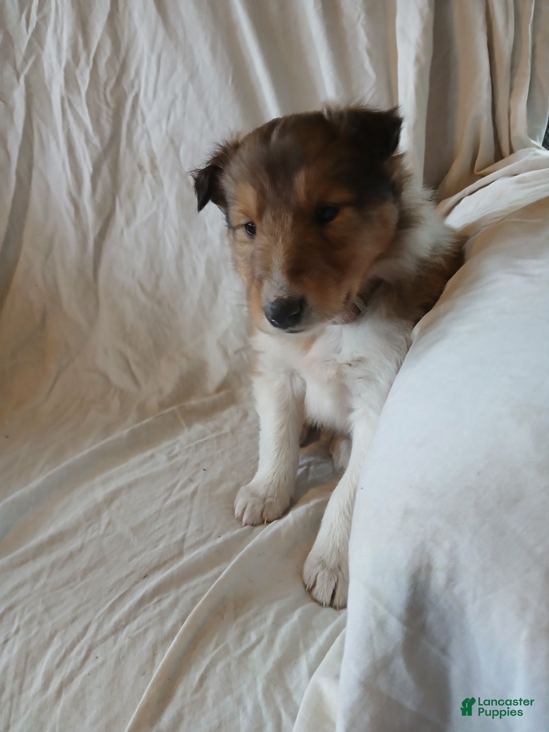 Collie dogs for sale: Ginger - Ad 1