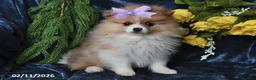 Pomeranian dogs for sale: Misty - Ad 2