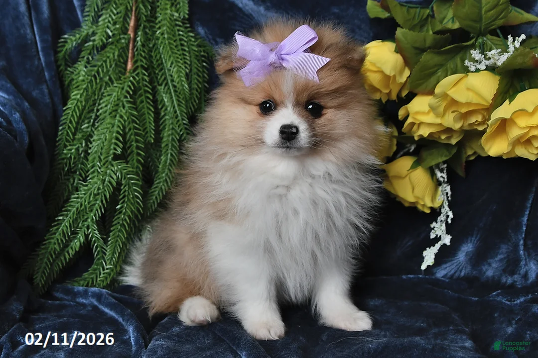 Pomeranian dogs for sale: Misty - Ad 2
