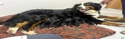Bernese Mountain Dog dogs for sale: Belle - Ad 6