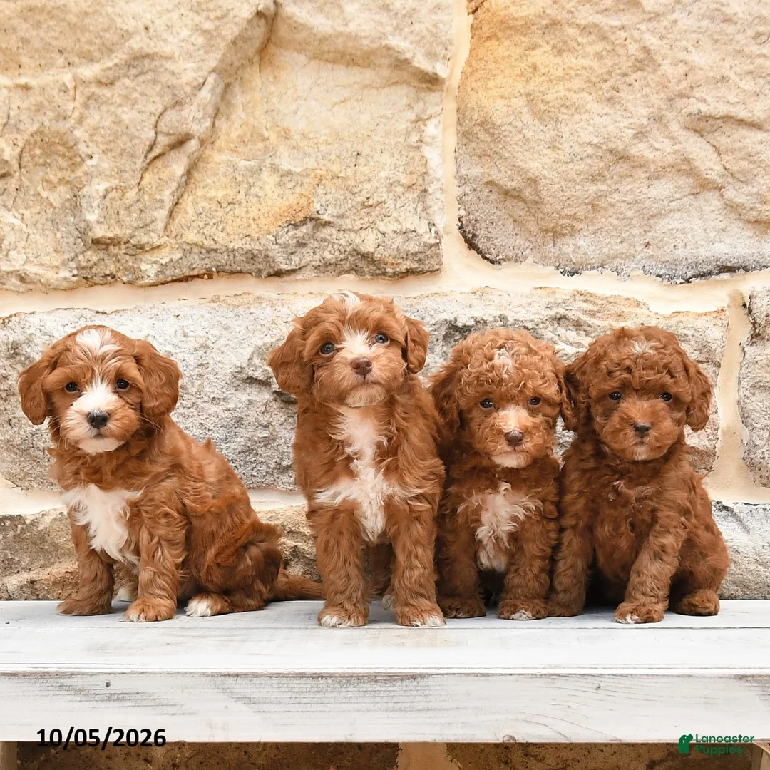 Cockapoo dogs for sale: Royal - Ad 4