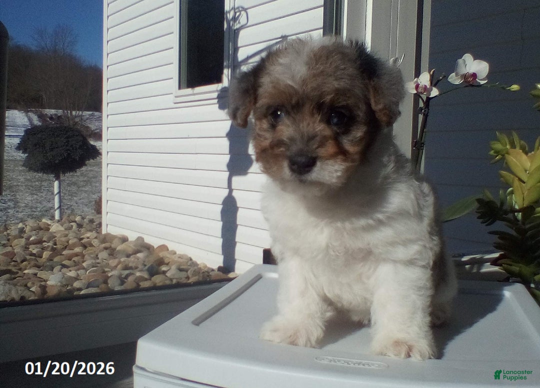 Yorkiepoo dogs for sale: Blue Eyes - Ad 2