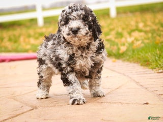 Mixed Breed dogs Opal - Ad 31