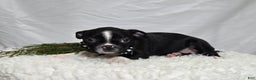 Boston Terrier dogs for sale: Charlie - Ad 2