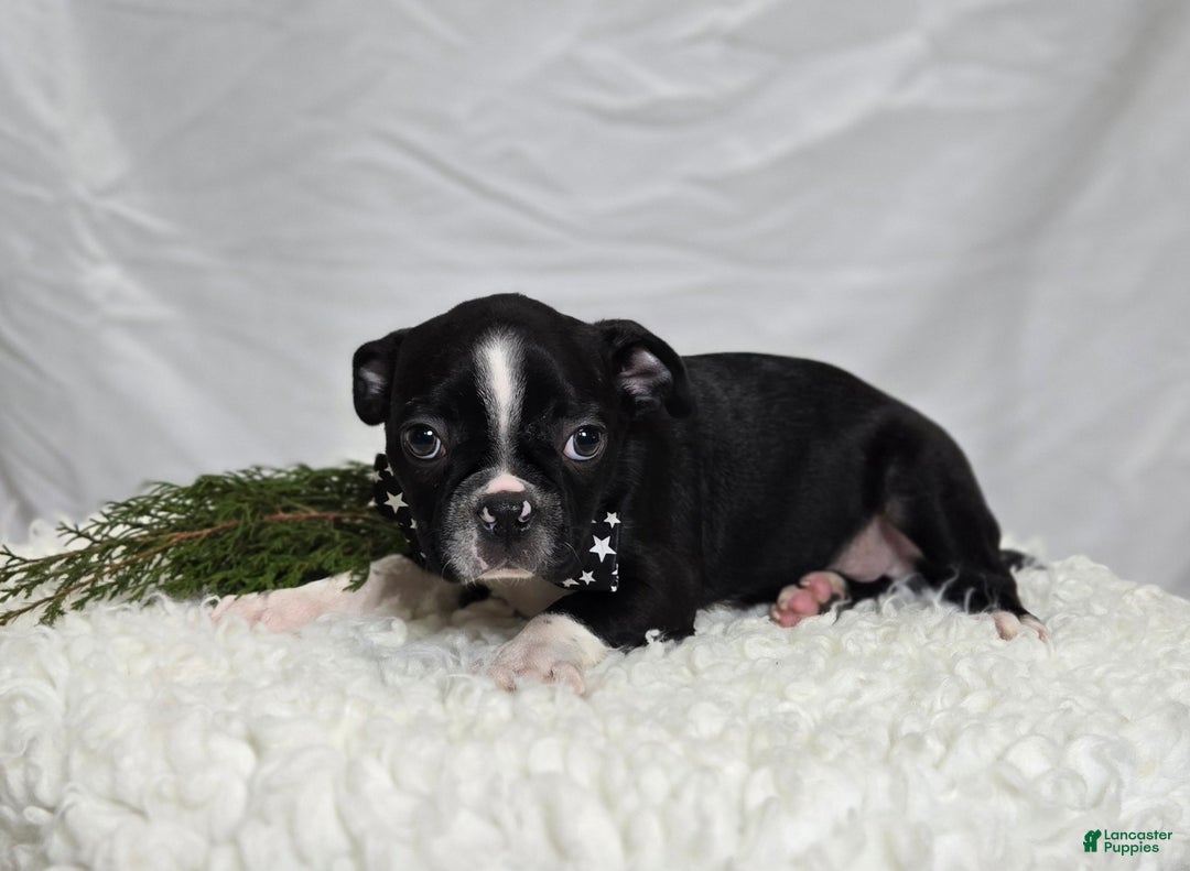 Boston Terrier dogs for sale: Charlie - Ad 2