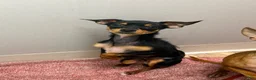 Chorkie dogs for sale: Chorkie 1 - Ad 3