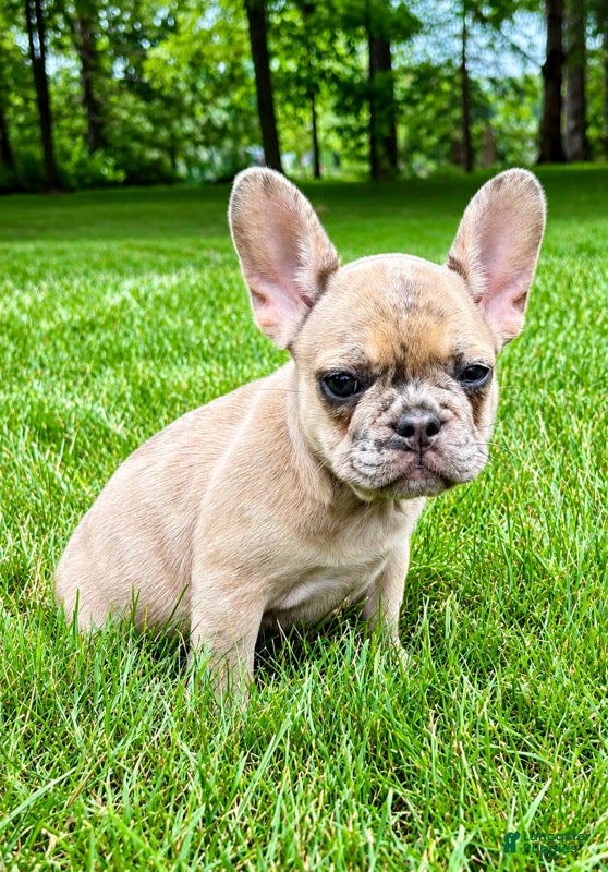 French Bulldog dogs French Bulldog Female STELLA - Ad 1