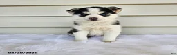 Pomsky dogs for sale: Lana - Ad 2