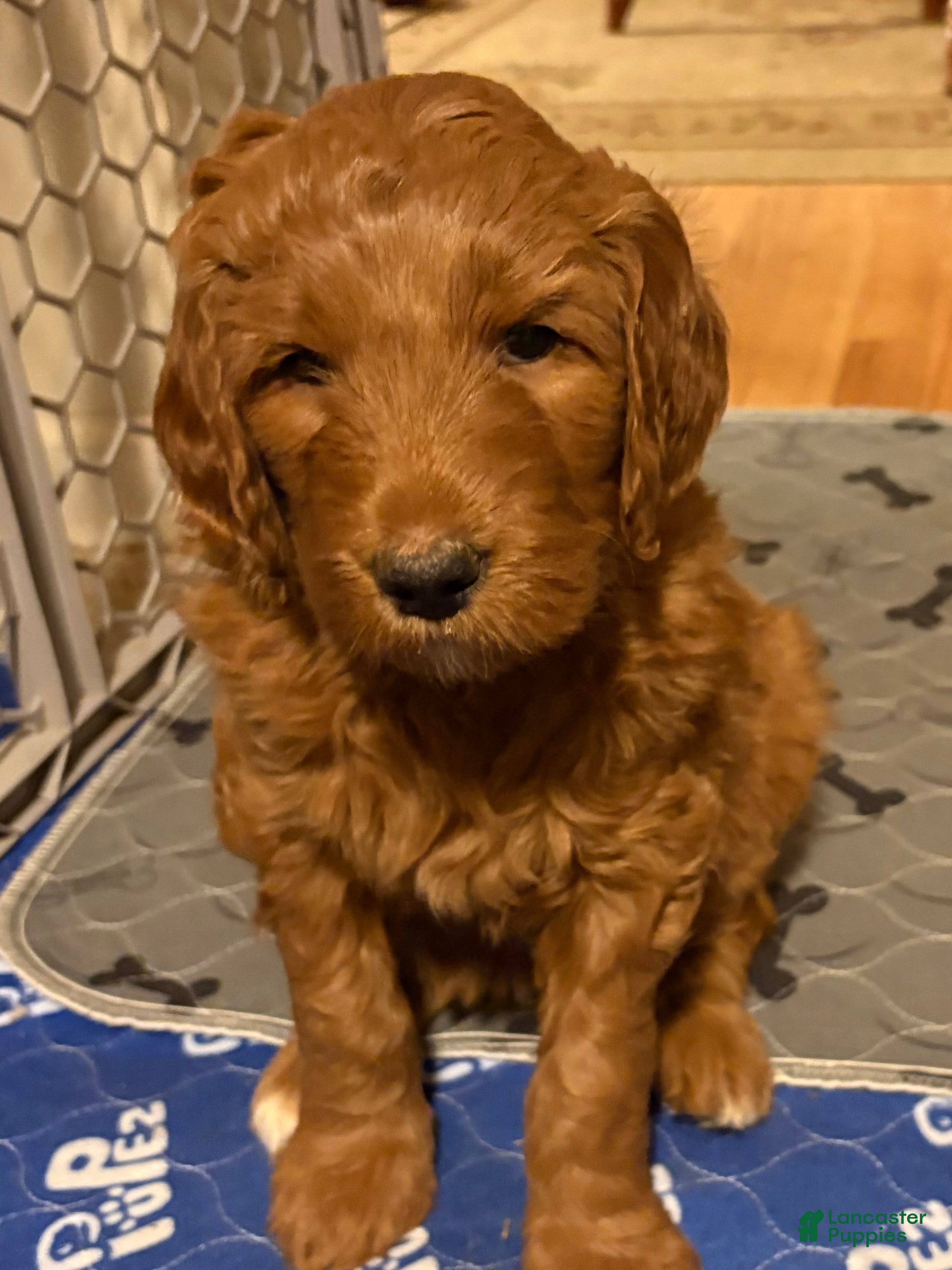Goldendoodle dogs Jasmine  - Ad 2