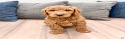 Mini Goldendoodle dogs for sale: Bentley - Ad 6