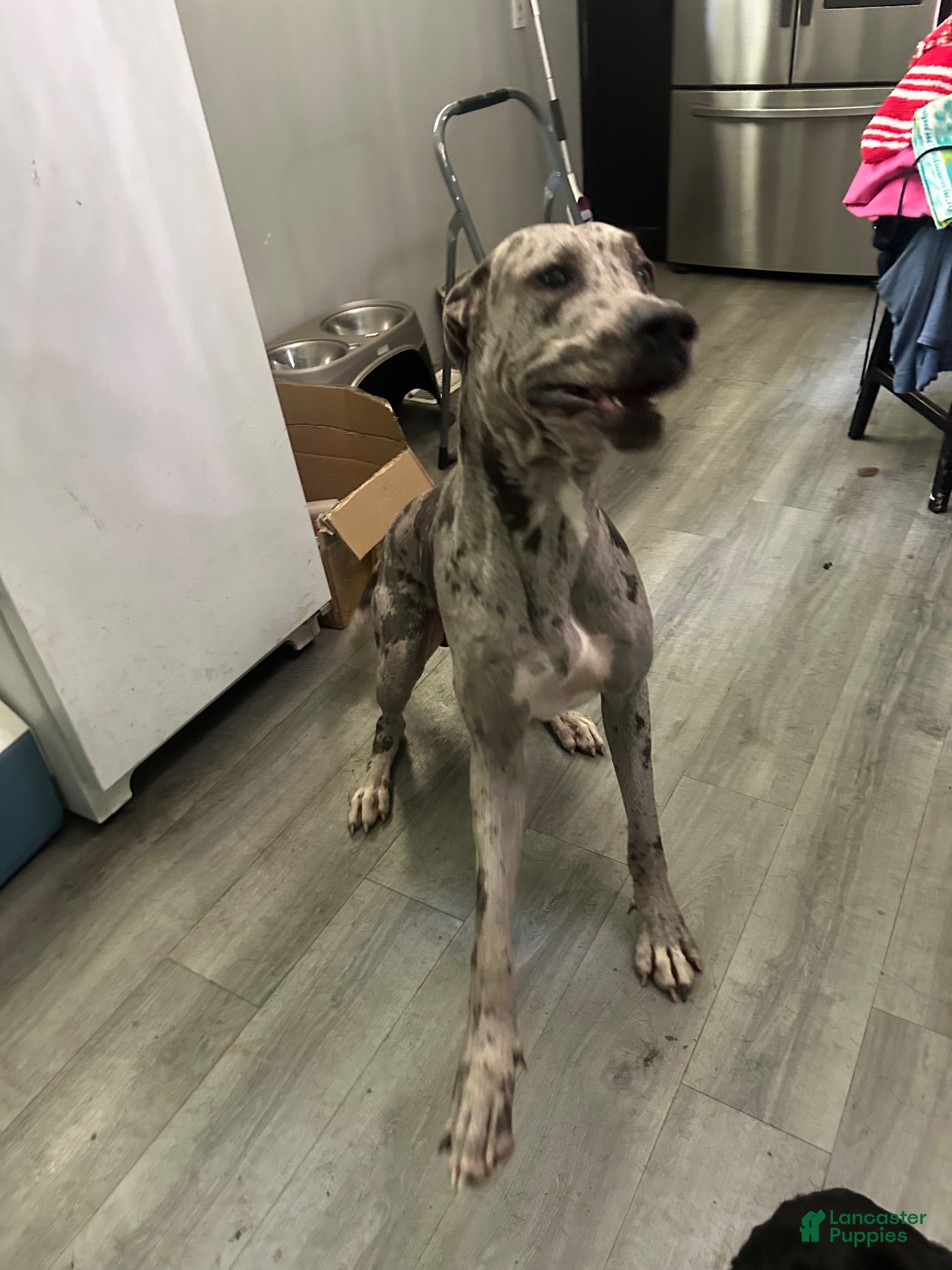 Great Dane dogs Lyle Stud  - Ad 2