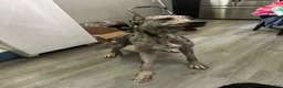 Great Dane dogs for stud: Lyle Stud  - Ad 2