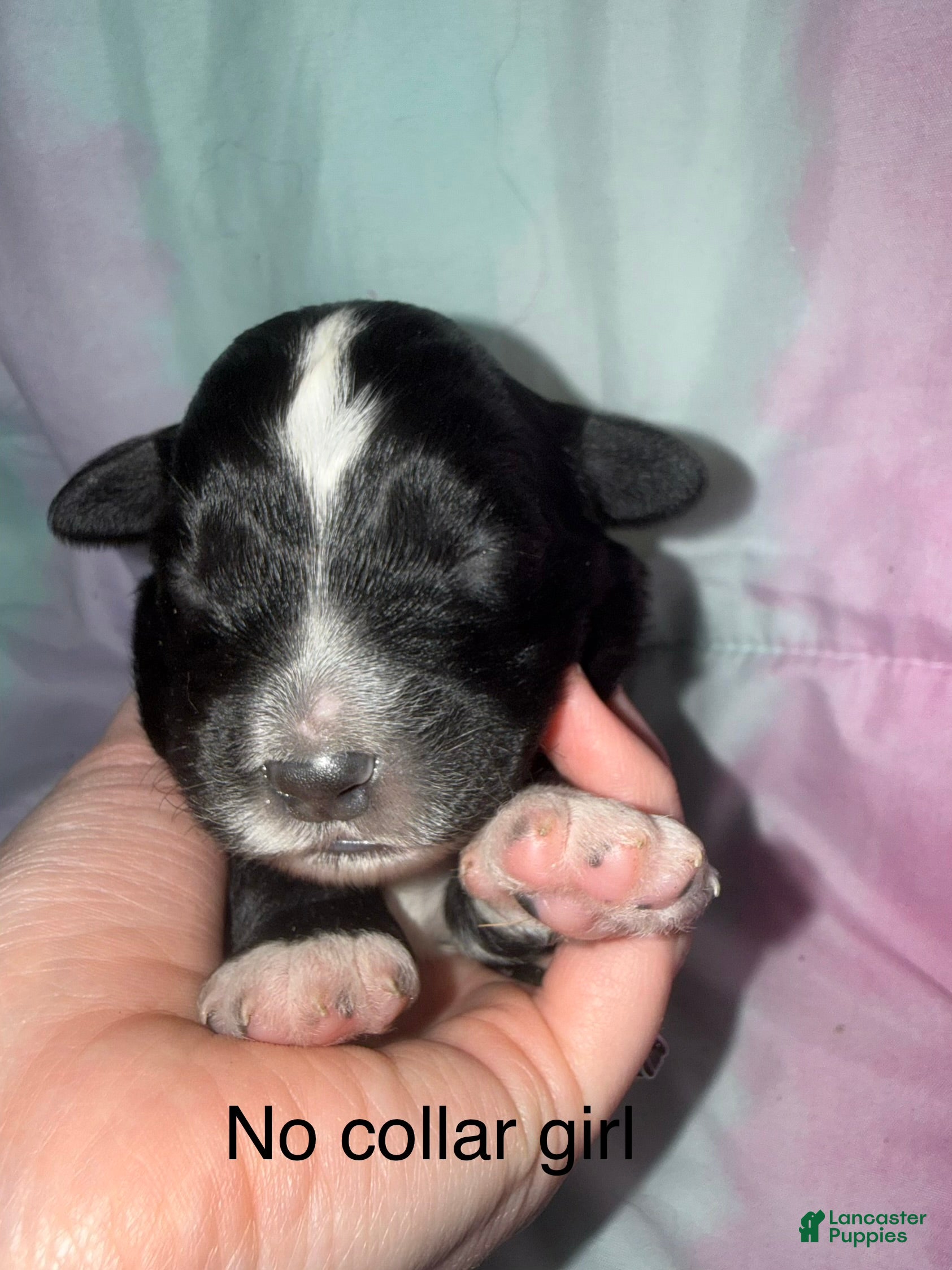 Mixed Breed dogs Red collar boy  - Ad 6