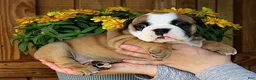 Olde English Bulldogge dogs for sale: Meadow - Ad 1