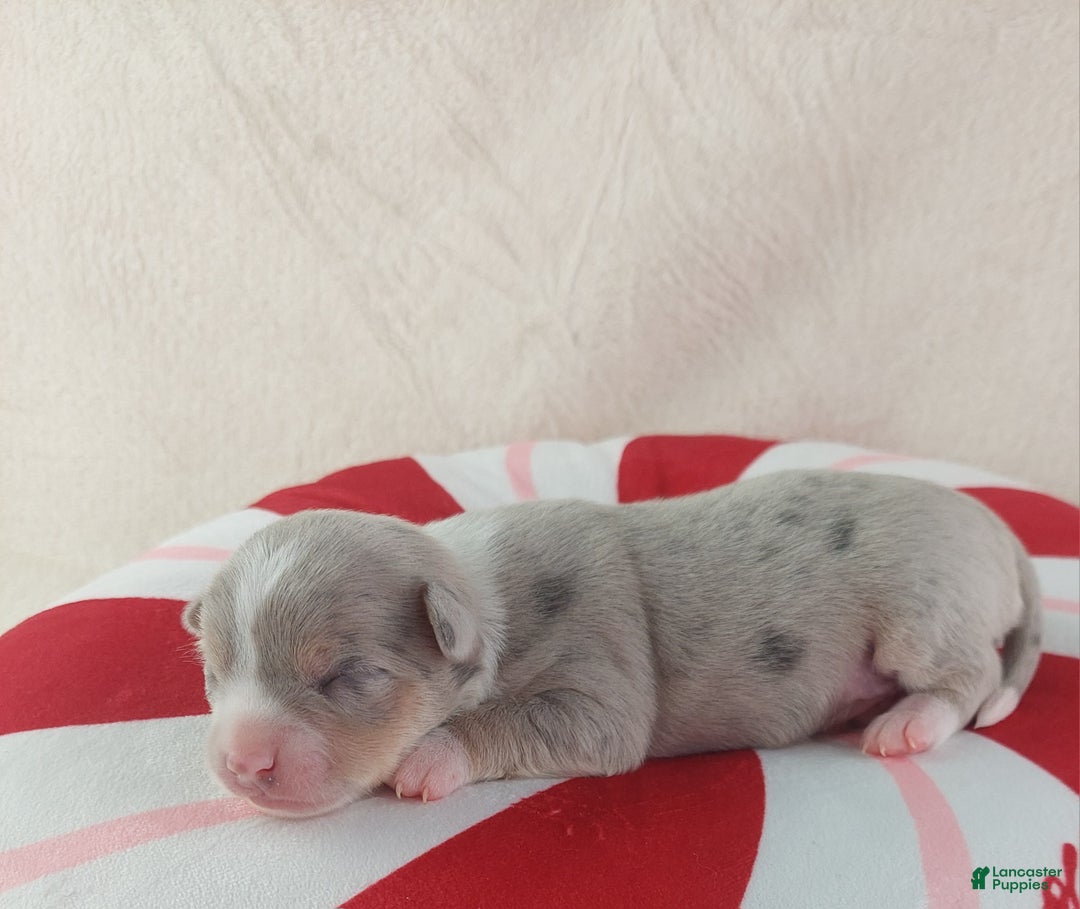 Chihuahua dogs for sale: Pixel - Ad 10