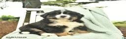 Mixed Breed dogs for sale: Ruby  - Ad 3