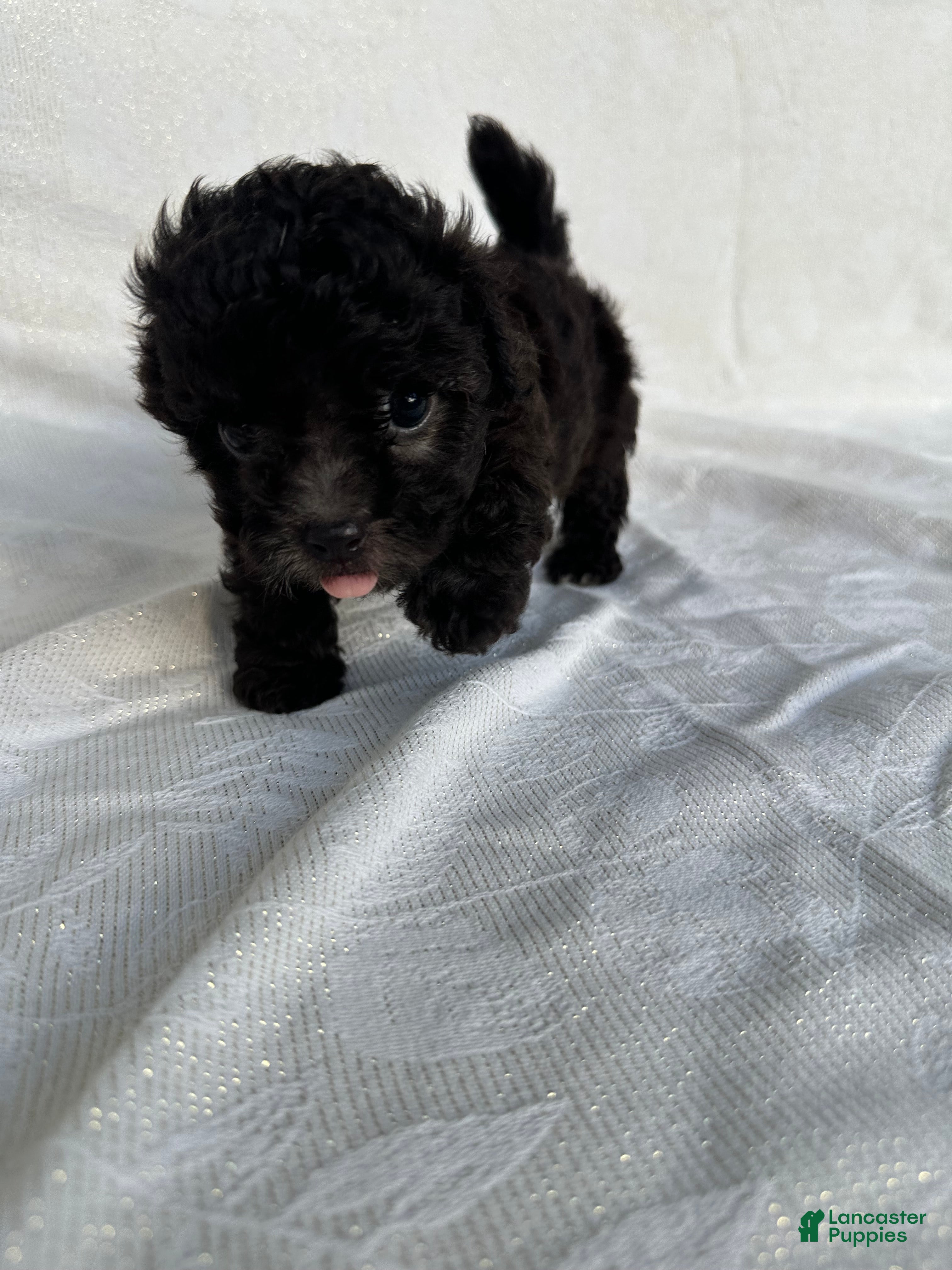 Morkie dogs Morkie 3 - Ad 12