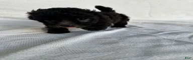 Morkie 3