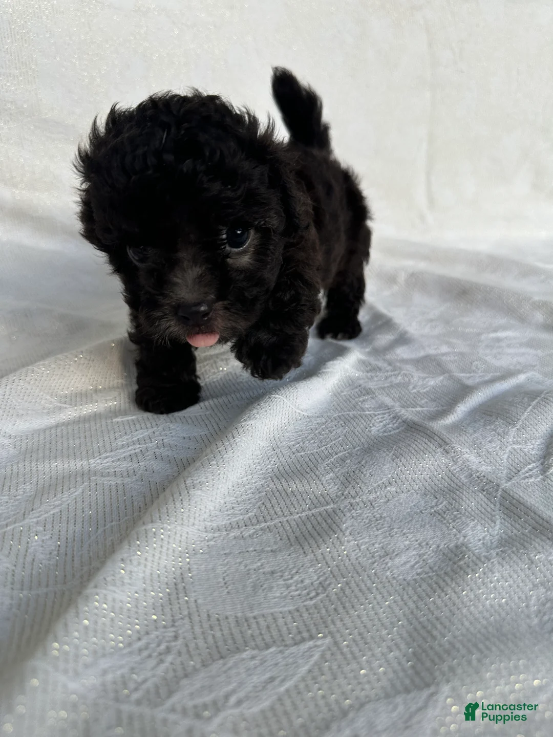 Morkie dogs for sale: Morkie 3 - Ad 1