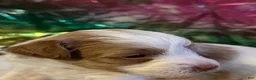 Miniature Schnauzer dogs for sale: Little Doll - Ad 3