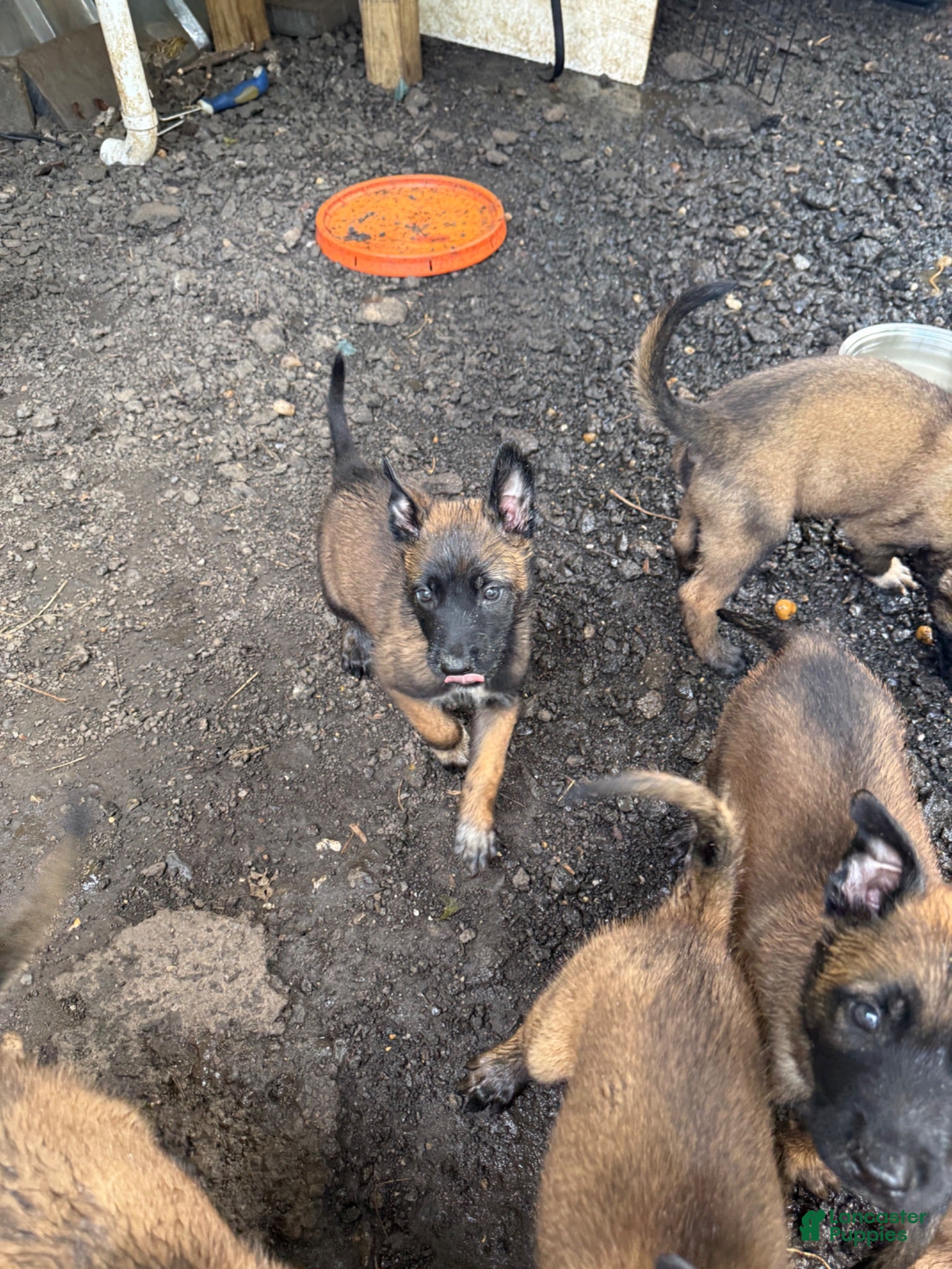 Belgian Malinois dogs Belgian Malinois 9 - Ad 1