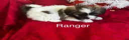 Lhasa Apso dogs for sale: Lhasa Apso Puppy 1 - Ad 2