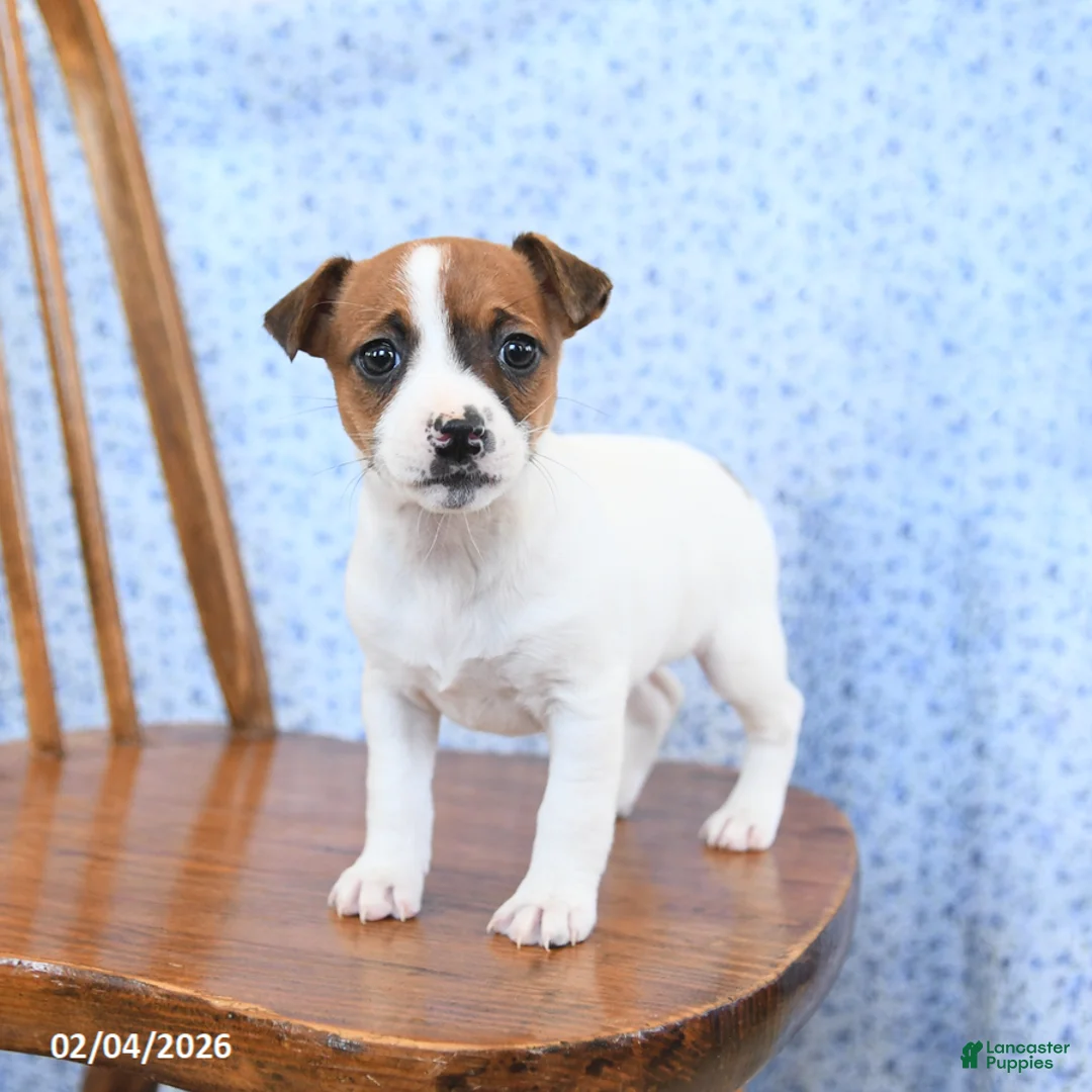 Jack Russell Terrier dogs for sale: Cinnamon - Ad 2