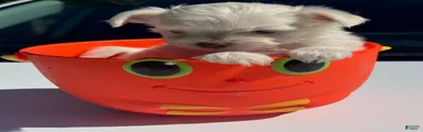 Maltipoo Puppy 2
