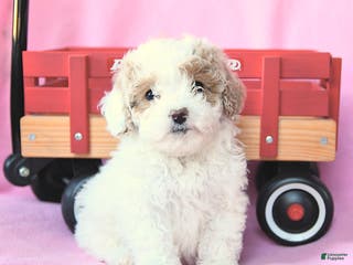 Toy Poodle dogs Percy - Ad 24