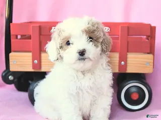 Toy Poodle dogs Percy - Ad 7