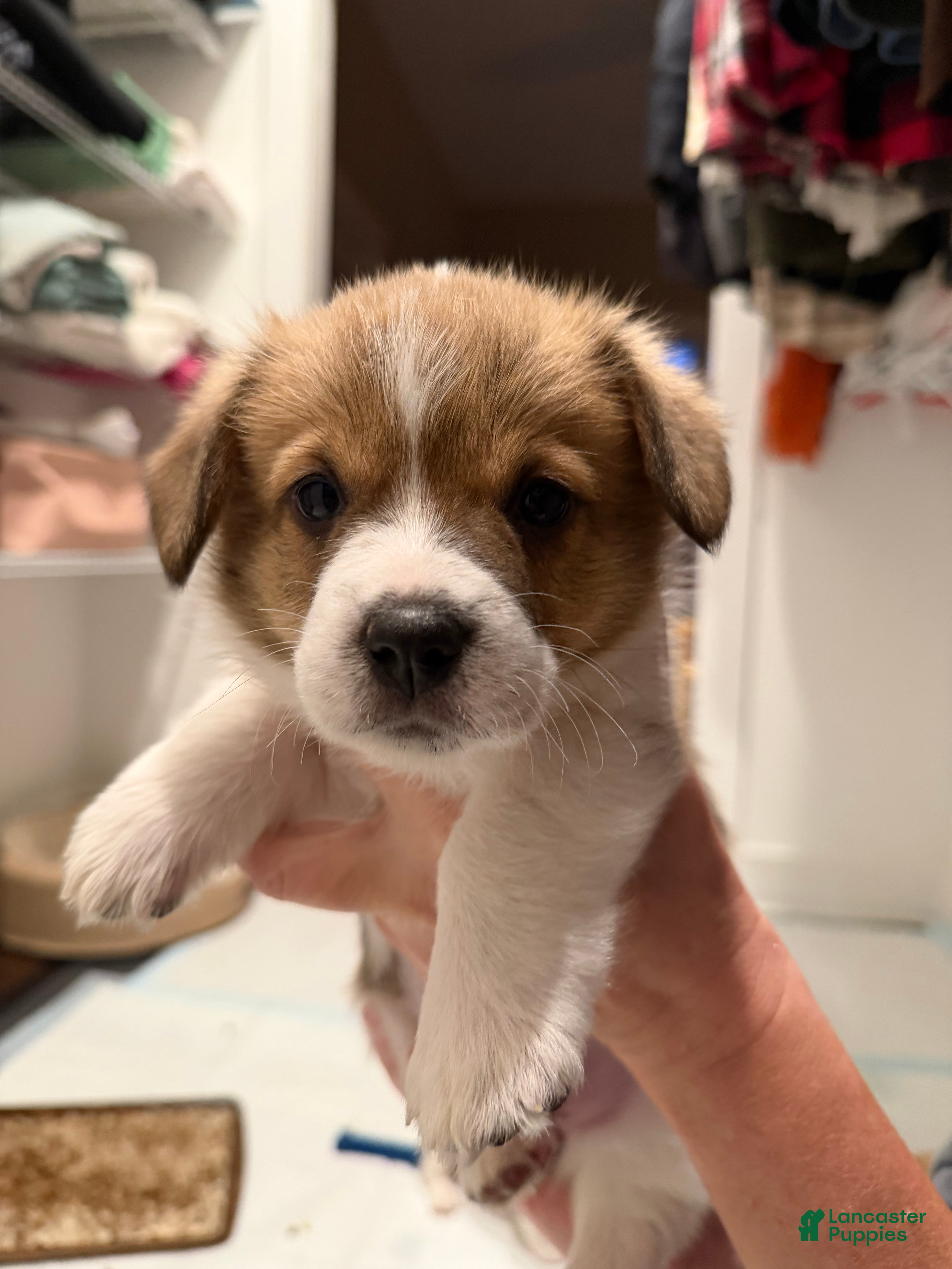 Welsh Corgi Pembroke dogs Lilo - hot pink - Ad 18