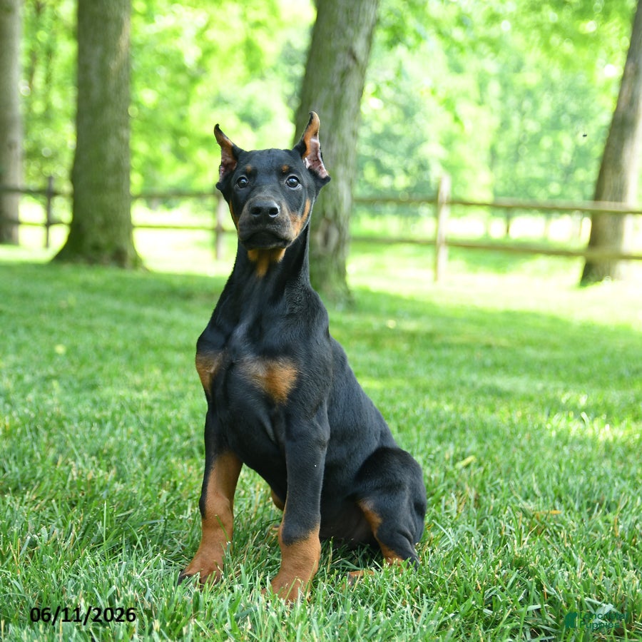 Doberman Pinscher dogs Lars - Ad 1