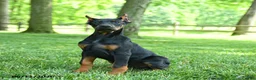 Doberman Pinscher dogs for sale: Lars - Ad 1