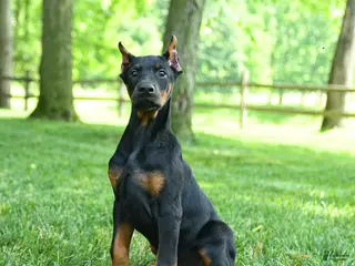 Doberman Pinscher dogs for sale: Lars - Ad 2