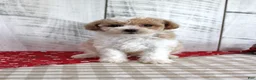 Toy Poodle dogs for sale: Jip - Ad 4