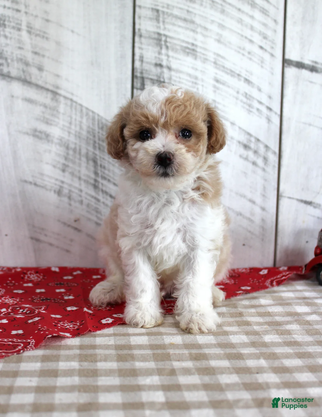 Toy Poodle dogs for sale: Jip - Ad 4