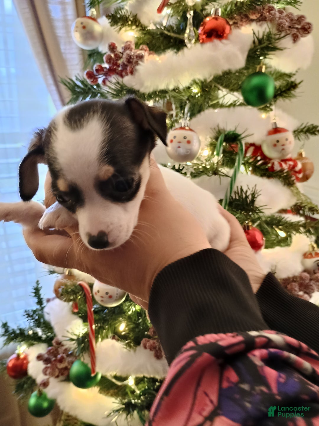 Chihuahua dogs for sale: Coal t-cup  - Ad 8