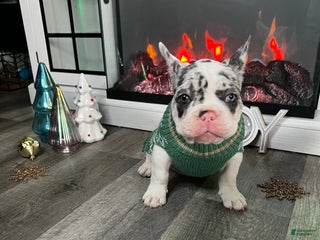 French Bulldog dogs CRÉME - Ad 39