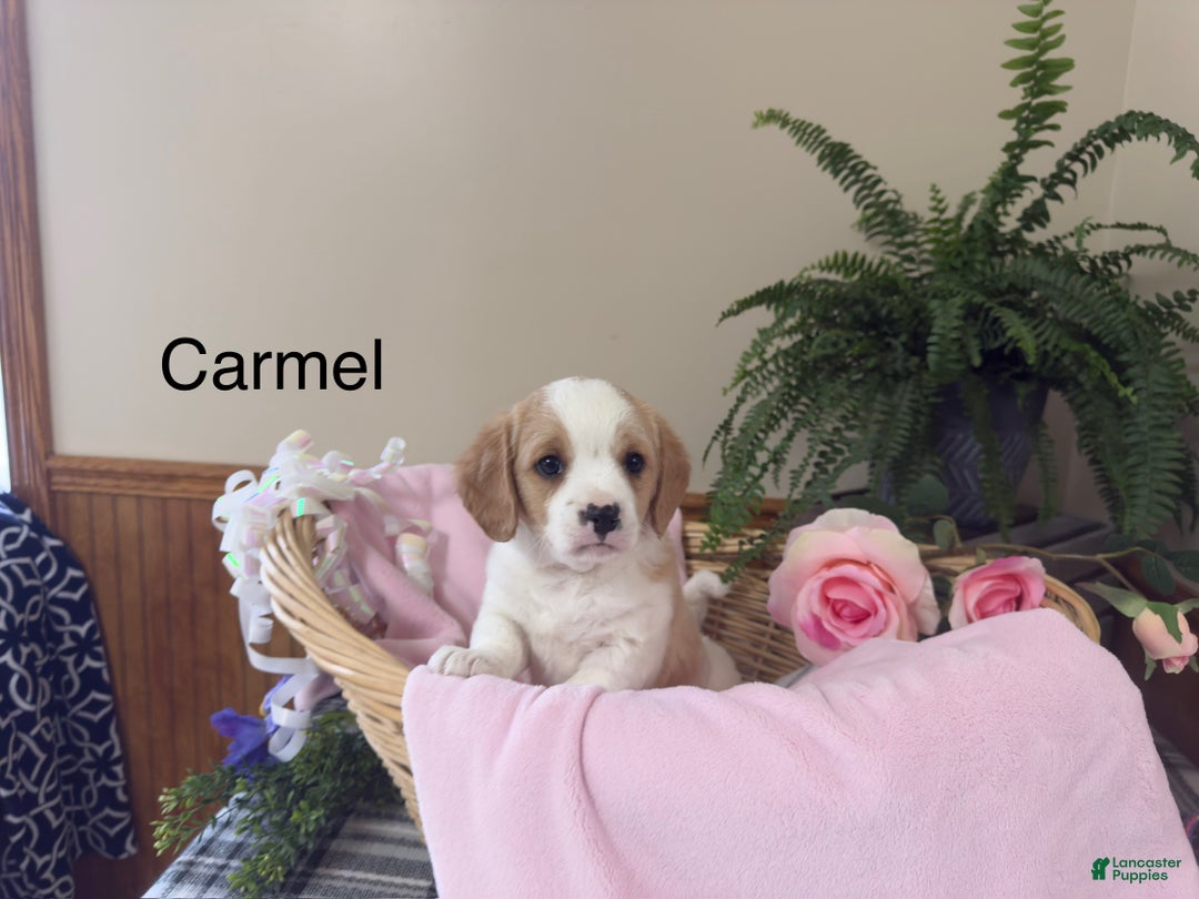 Mixed Breed dogs for sale: Carmel - Ad 1