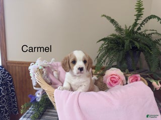 Mixed Breed dogs Carmel - Ad 23