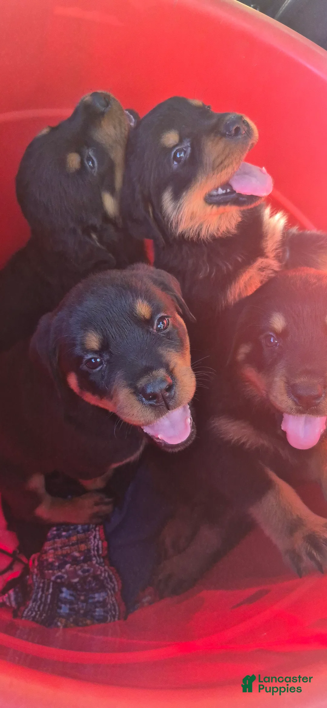 Rottweiler dogs for sale: Rottweiler 5 - Ad 1